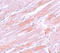 Isocitrate Dehydrogenase (NADP(+)) 2, Mitochondrial antibody, 5821, ProSci, Immunohistochemistry paraffin image 