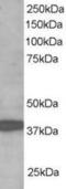 Ring Finger Protein 39 antibody, MBS421425, MyBioSource, Western Blot image 