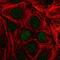 Trefoil Factor 3 antibody, NBP2-34007, Novus Biologicals, Immunofluorescence image 