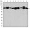 Heat Shock Protein 90 Alpha Family Class B Member 1 antibody, NBP2-37590, Novus Biologicals, Western Blot image 