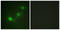 Serine/Threonine Kinase 11 antibody, LS-C199204, Lifespan Biosciences, Immunofluorescence image 