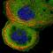 Cortactin antibody, HPA057242, Atlas Antibodies, Immunofluorescence image 