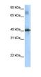 TSC22 Domain Family Member 4 antibody, orb324687, Biorbyt, Western Blot image 