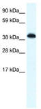 Zinc Finger Protein 568 antibody, TA337714, Origene, Western Blot image 