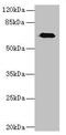 Calpain-6 antibody, CSB-PA897594LA01HU, Cusabio, Western Blot image 