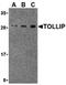 Toll Interacting Protein antibody, orb74695, Biorbyt, Western Blot image 