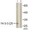 14-3-3 protein zeta/delta antibody, GTX03589, GeneTex, Western Blot image 