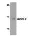C-C Motif Chemokine Ligand 2 antibody, NBP2-41209, Novus Biologicals, Western Blot image 