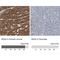 BCL2 Associated Athanogene 2 antibody, NBP2-47544, Novus Biologicals, Immunohistochemistry paraffin image 