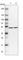 NOP2/Sun RNA Methyltransferase 6 antibody, HPA045902, Atlas Antibodies, Western Blot image 