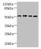 Tetratricopeptide Repeat Domain 38 antibody, CSB-PA719094LA01HU, Cusabio, Western Blot image 