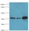 Malate Dehydrogenase 1 antibody, MBS1495197, MyBioSource, Western Blot image 