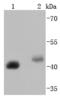 BMI1 Proto-Oncogene, Polycomb Ring Finger antibody, A00313-1, Boster Biological Technology, Western Blot image 