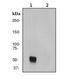 Phosphatase And Tensin Homolog antibody, TA307724, Origene, Western Blot image 
