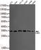 Cyclin Dependent Kinase 5 antibody, MBS475069, MyBioSource, Western Blot image 