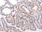 G Protein-Coupled Receptor Kinase 2 antibody, LS-C405637, Lifespan Biosciences, Immunohistochemistry frozen image 