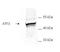 Activating Transcription Factor 3 antibody, A00904, Boster Biological Technology, Western Blot image 