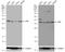 CRK Proto-Oncogene, Adaptor Protein antibody, NBP1-32044, Novus Biologicals, Western Blot image 