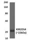 Killer Cell Immunoglobulin Like Receptor, Two Ig Domains And Short Cytoplasmic Tail 4 antibody, GTX52897, GeneTex, Western Blot image 