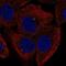 Fibroblast Growth Factor 11 antibody, NBP2-55935, Novus Biologicals, Immunofluorescence image 