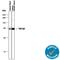 Transforming Growth Factor Beta 2 antibody, AB-12-NA, R&D Systems, Western Blot image 