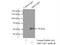 ADP Ribosylation Factor GTPase Activating Protein 1 antibody, 13571-1-AP, Proteintech Group, Immunoprecipitation image 