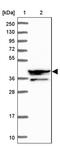 SH3 Domain Containing GRB2 Like 3, Endophilin A3 antibody, PA5-58766, Invitrogen Antibodies, Western Blot image 