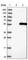 Abhydrolase Domain Containing 8 antibody, HPA037658, Atlas Antibodies, Western Blot image 