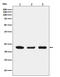 Prostaglandin E Synthase 3 antibody, M04136, Boster Biological Technology, Western Blot image 