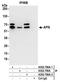 Apoptosis Inhibitor 5 antibody, A302-784A, Bethyl Labs, Immunoprecipitation image 