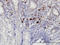 RasGEF Domain Family Member 1C antibody, LS-C133851, Lifespan Biosciences, Immunohistochemistry frozen image 