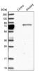 GTPase, IMAP Family Member 8 antibody, PA5-53641, Invitrogen Antibodies, Western Blot image 