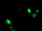 ADP Ribosylation Factor Like GTPase 11 antibody, TA503903, Origene, Immunofluorescence image 