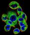 Suppressor Of Cytokine Signaling 4 antibody, LS-C161381, Lifespan Biosciences, Immunofluorescence image 