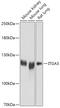 Integrin Subunit Alpha 3 antibody, 16-960, ProSci, Western Blot image 