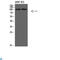 Phosphatidylinositol 3-Kinase Catalytic Subunit Type 3 antibody, LS-C813562, Lifespan Biosciences, Western Blot image 