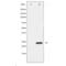 Transforming protein RhoA antibody, SPC-1332D-STR, StressMarq, Western Blot image 