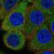 Eukaryotic Translation Initiation Factor 2B Subunit Epsilon antibody, NBP2-56270, Novus Biologicals, Immunofluorescence image 