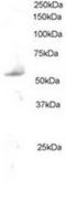 Pleiotropic Regulator 1 antibody, TA302745, Origene, Western Blot image 