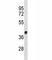 Arginase 1 antibody, F47437-0.4ML, NSJ Bioreagents, Western Blot image 