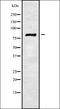 Solute Carrier Family 6 Member 17 antibody, orb338523, Biorbyt, Western Blot image 