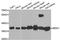 Malate Dehydrogenase 1 antibody, A7563, ABclonal Technology, Western Blot image 