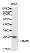 Family With Sequence Similarity 3 Member B antibody, abx001005, Abbexa, Western Blot image 