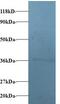 ATP6V0E1 antibody, MBS715122, MyBioSource, Western Blot image 