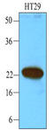 Calcium And Integrin Binding 1 antibody, LS-C93725, Lifespan Biosciences, Western Blot image 
