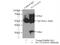 Solute Carrier Family 22 Member 18 Antisense antibody, 13475-1-AP, Proteintech Group, Immunoprecipitation image 