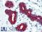 Cytokeratin antibody, LS-B2238, Lifespan Biosciences, Immunohistochemistry paraffin image 