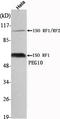 Paternally Expressed 10 antibody, M03240, Boster Biological Technology, Western Blot image 