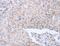 Neurturin antibody, MBS2517575, MyBioSource, Immunohistochemistry paraffin image 