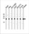 CCAAT Enhancer Binding Protein Delta antibody, TA325023, Origene, Western Blot image 